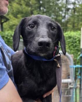 Wade -  Labrador Retriever Dog for Adoption in Washington, District Of Columbia - Wade | PetCurious