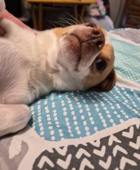 Chihuahua Dogs Available for Adoption in Billings, Montana - Lol-Buster | PetCurious