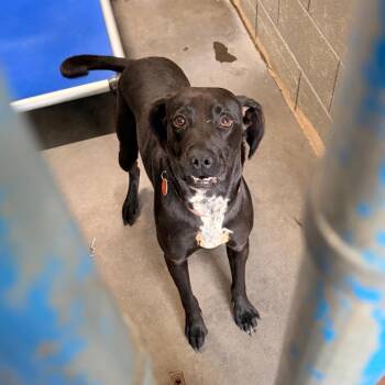 Hound and Mixed Breed Dogs Available for Adoption in Franklin, North Carolina - Jolene | PetCurious