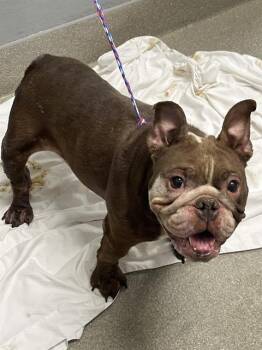 RUMBA -  English Bulldog Dog for Adoption in Las Vegas, Nevada - RUMBA | PetCurious