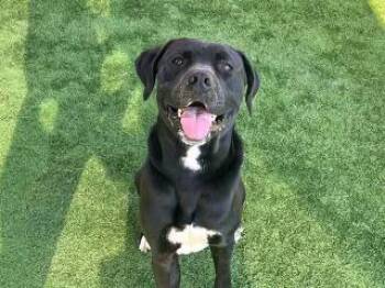 Rescue Great Dane and Black Labrador Retriever Dogs for Adoption in Roseville, California - Parker | PetCurious