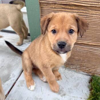 Shepherd Dogs Available for Adoption - Petal | PetCurious