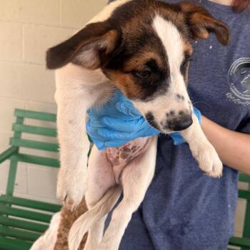 Gunner -  Mixed Breed Dog for Adoption in Corinth, Mississippi - Gunner | PetCurious