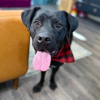 Black Labrador Retriever and Pit Bull Terrier Dogs Available for Adoption - Finn Fun Loving Family Man | PetCurious