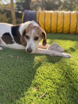 Coonhound Dogs Available for Adoption in Pawleys Island, South Carolina - Shiloh | PetCurious