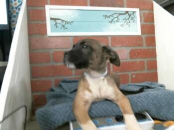 Staffordshire Bull Terrier and Mixed Breed Dogs Available for Adoption - A2058344 | PetCurious