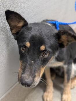 MOUSY -  Australian Cattle Dog Blue Heeler Dog for Adoption in Las Vegas, Nevada - MOUSY | PetCurious