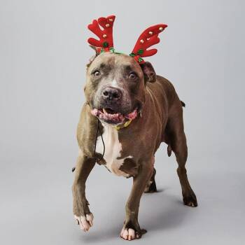 Blue Shell -  Mixed Breed Dog for Adoption in New York, New York - Blue Shell | PetCurious