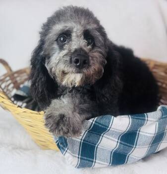 Bob -  Cockapoo Dog for Sale in Morrow, Ohio - Bob | PetCurious