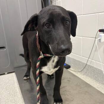 Patrico -  Mixed Breed Dog for Adoption in Englewood, Florida - Patrico | PetCurious