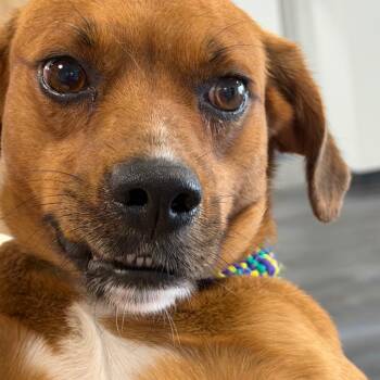 Beagle and Terrier Dogs Available for Adoption in Charlottesville, Virginia - Thimble, Cute Little Beagle/Terrier/Chihuahua Mix, Only 28lbs, R | PetCurious