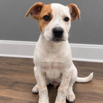 Max D71080 -  Australian Shepherd and Mixed Breed Dog for Adoption in Minnetonka, Minnesota - Max D71080 | PetCurious