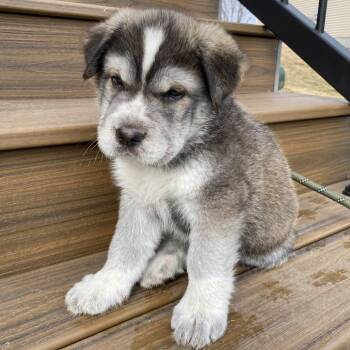 Shepherd Dogs Available for Adoption - Beacon D68121 | PetCurious