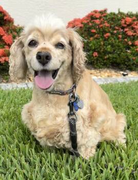 Lucy -  Cocker Spaniel Dog for Adoption in Cape Coral, Florida - Lucy | PetCurious