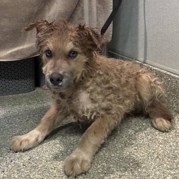 IVHS-Stray-140299 -  Husky and Cattle Dog Dog for Adoption in San Gabriel, California - IVHS-Stray-140299 | PetCurious