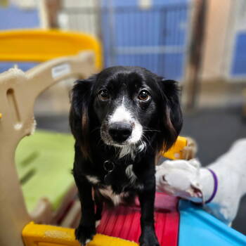 Rescue Mixed Breed Dogs for Adoption in West Hollywood, California - Marley | PetCurious