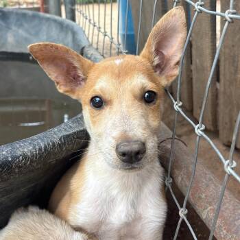 Otis -  Shepherd Dog for Adoption in Santa Monica, California - Otis | PetCurious