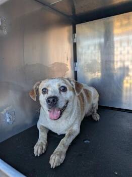BO PEEP -  Beagle and Mixed Breed Dog for Adoption in Ontario, California - BO PEEP | PetCurious