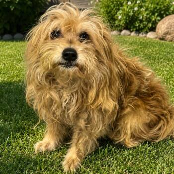 Shaggy -  Maltese Dog for Adoption in Sonoma, California - Shaggy | PetCurious