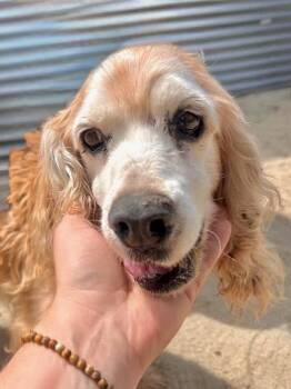 Cocker Spaniel Dogs Available for Adoption in South San Francisco, California - Bentley | PetCurious