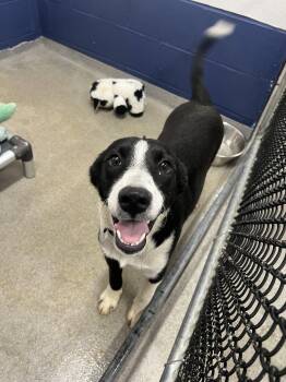 Labrador Retriever Dogs Available for Adoption in Sterling, Massachusetts - Cow 6 Months Female AVAILABLE 5/27 | PetCurious