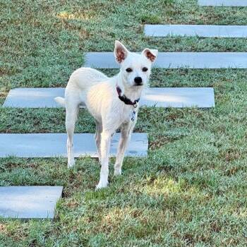 Jimmy -  Terrier and Mixed Breed Dog for Adoption in Wake Forest, North Carolina - Jimmy | PetCurious