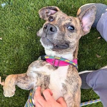Mixed Breed Dogs Available for Adoption - Linda Lola | PetCurious