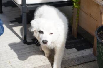Murphy -  Mixed Breed Dog for Adoption in Kenosha, Wisconsin - Murphy | PetCurious