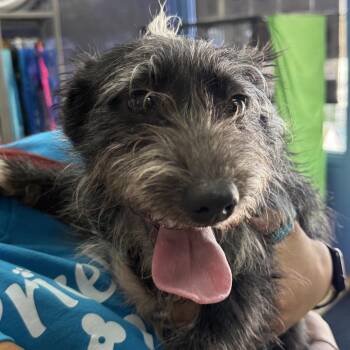 SK - Chino Hills Location -  Terrier and Shih Tzu Dog for Adoption in Chino Hills, California - SK - Chino Hills Location | PetCurious