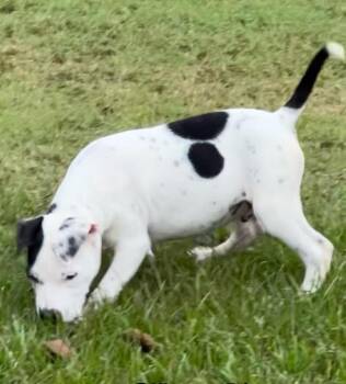 Rescue Mixed Breed Dogs for Adoption in Groveland, Massachusetts - Charlie Brown | PetCurious