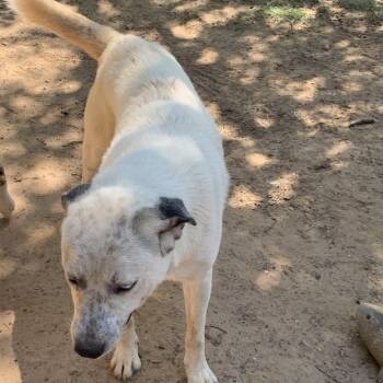 Wolfgang -  Anatolian Shepherd Dog for Adoption in Hearne, Texas - Wolfgang | PetCurious