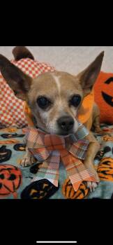 Gertrude -  Chihuahua and Miniature Dachshund Dog for Adoption in New Haven, Connecticut - Gertrude | PetCurious
