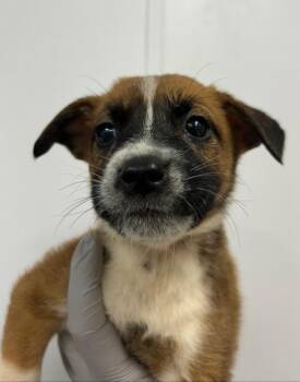 Wendy (Wx6) -  Terrier Dog Available for Adoption in Hartsville, South Carolina - Wendy (Wx6) | PetCurious