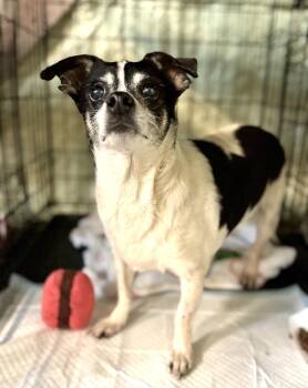 Sage -  Chihuahua Dog for Adoption in Muskegon, Michigan - Sage | PetCurious