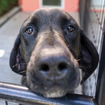 Rescue Hound and Mixed Breed Dogs for Adoption in Bradenton, Florida - Walker | PetCurious