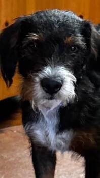Hunter -  Australian Cattle Dog Blue Heeler and Goldendoodle Dog for Adoption in Winchester, Connecticut - Hunter | PetCurious