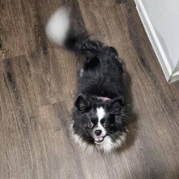 Passion -  Chihuahua and Shih Tzu Dog for Adoption in East St. Louis, Illinois - Passion | PetCurious