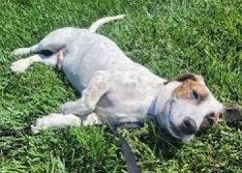 Cooper (NorCal Beagle Rescue) -  Basset Hound Dog for Adoption in Petaluma, California - Cooper (NorCal Beagle Rescue) | PetCurious