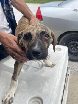 Labrador Retriever and Boxer Dogs Available for Adoption in Bolivar, Missouri - Perez | PetCurious