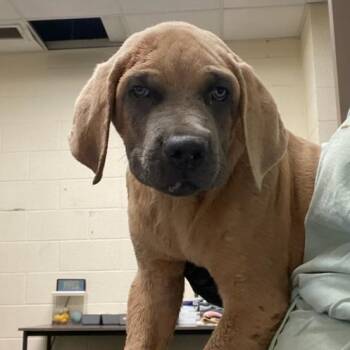 Gator -  Mixed Breed Dog for Adoption in Memphis, Tennessee - Gator | PetCurious