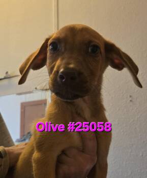Rescue Mixed Breed Dogs for Adoption in Mexia, Texas - Olive | PetCurious