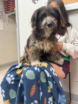 Havanese Dogs Available for Adoption - Gatson | PetCurious