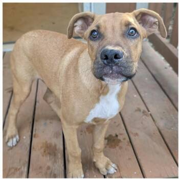 Stanley -  Mixed Breed Dog for Adoption in Brewton, Alabama - Stanley | PetCurious