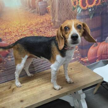 Tulip -  Beagle Dog for Adoption in Normal, Illinois - Tulip | PetCurious