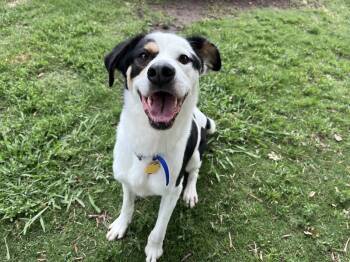 Catahoula Leopard Dog Dogs Available for Adoption in Plano, Texas - Sullivan A217128 | PetCurious