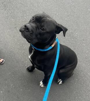 Bizkit (mcas) -  Mastiff Dog for Adoption in Troutdale, Oregon - Bizkit (mcas) | PetCurious