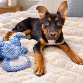 Miss Moriah -  Chihuahua Dog for Adoption in Park Forest, Illinois - Miss Moriah | PetCurious