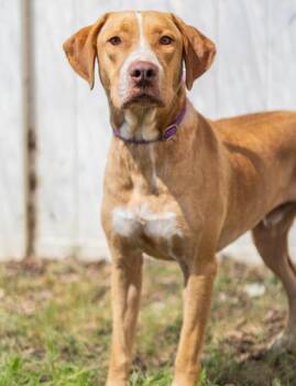 Frogger -  Mixed Breed Dog for Adoption in Chamblee, Georgia - Frogger | PetCurious