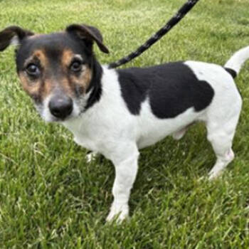 Rescue Jack Russell Terrier Dogs for Adoption in Springboro, Ohio - Taco | PetCurious