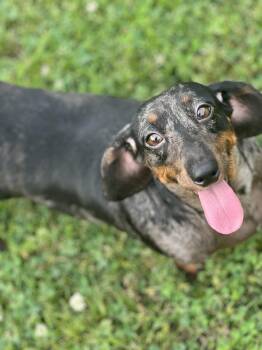 Dachshund Dogs Available for Adoption in Richmond, Kentucky - Maycie | PetCurious